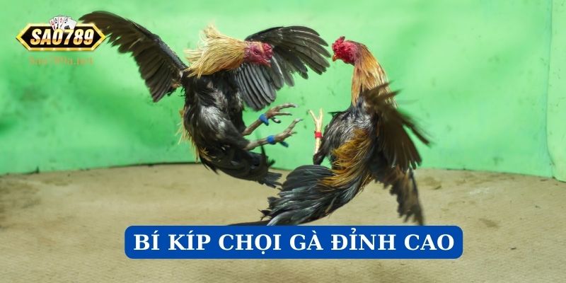 Bí kíp chọi gà đỉnh cao