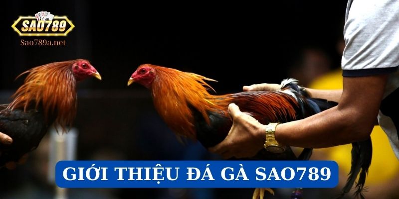 Giới thiệu sân chơi đá gà tại Sao789