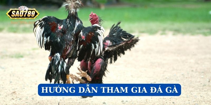 Hướng dẫn tham gia Đá Gà cùng Sao789