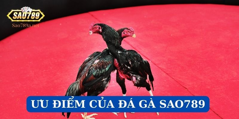 Ưu điểm của Đá Gà Sao789